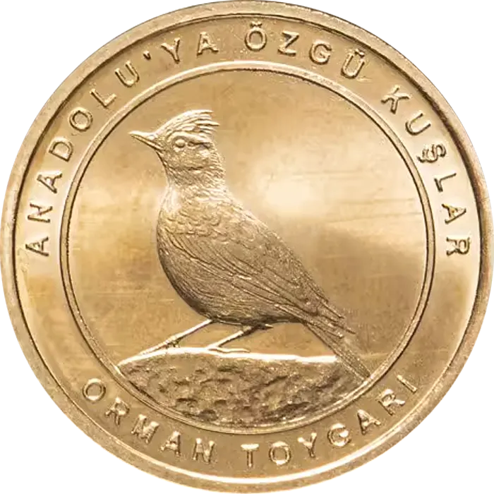 Orman Toygarı